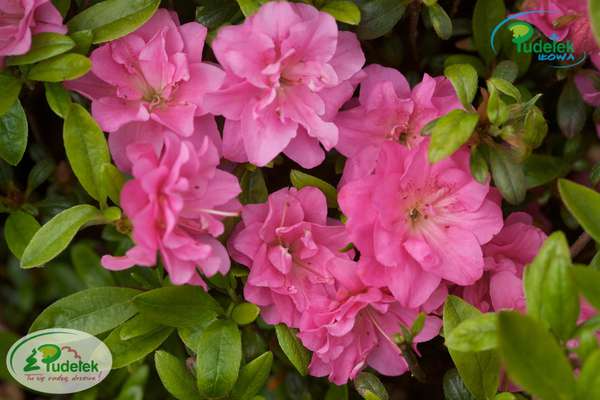 Azalia japońska Marinja